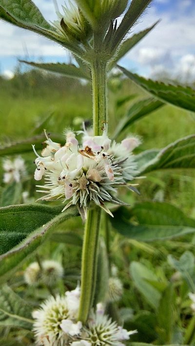 Hyptis lappacea, photographed by Tomás Tamagno