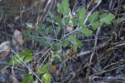 Notobubon galbanum, photographed by Tony Rebelo