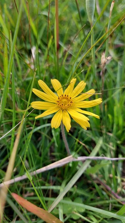 Calea uniflora, photographed by Tomás Tamagno