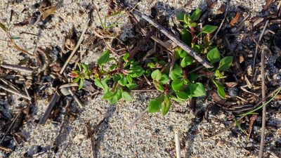 Rumex bucephalophorus, photographed by Crap Fou