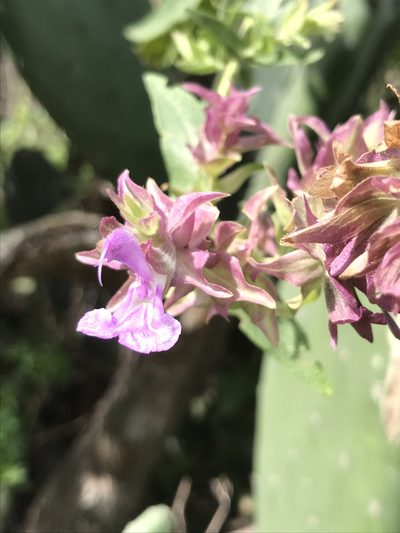 Salvia canariensis, photographed by monkeyjodey