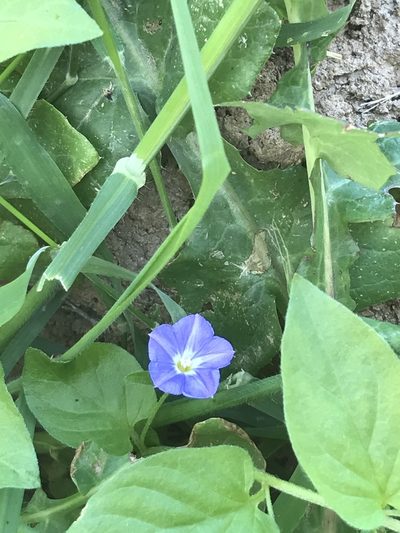 Convolvulus siculus, photographed by monkeyjodey