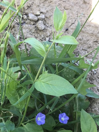 Convolvulus siculus, photographed by monkeyjodey