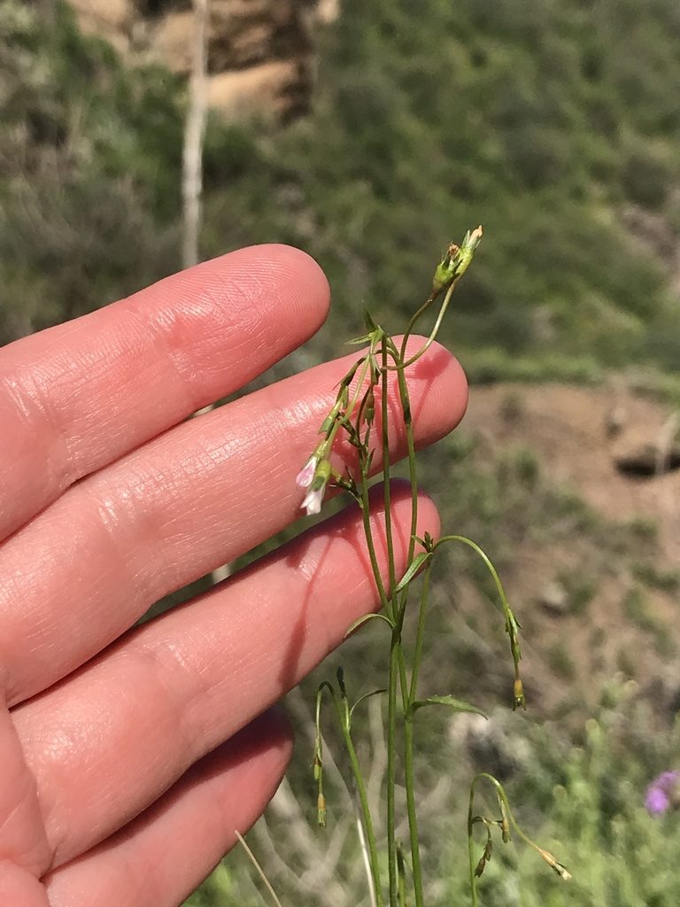 Wahlenbergia lobelioides, photographed by monkeyjodey