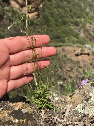Wahlenbergia lobelioides, photographed by monkeyjodey