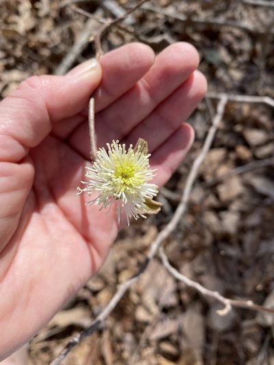 Fothergilla latifolia, photographed by Carol Ann McCormick