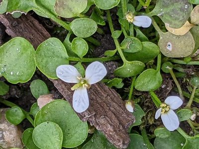 Cardamine corymbosa