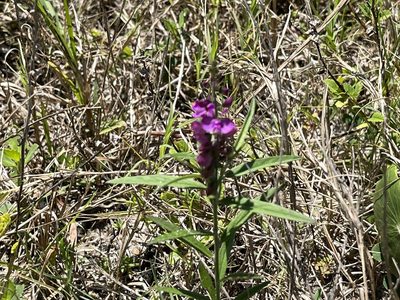 Asemeia grandiflora, photographed by Ethan