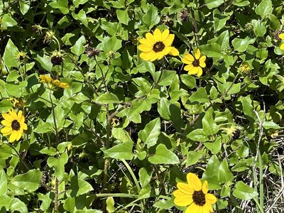 Helianthus debilis, photographed by Ethan