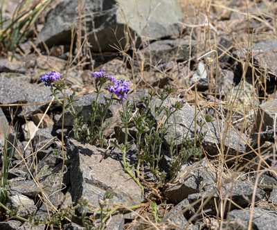 Verbena landbeckii, photographed by Nicolás Villaseca Merino