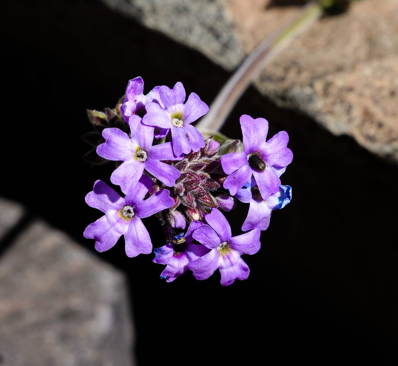 Verbena landbeckii, photographed by Nicolás Villaseca Merino