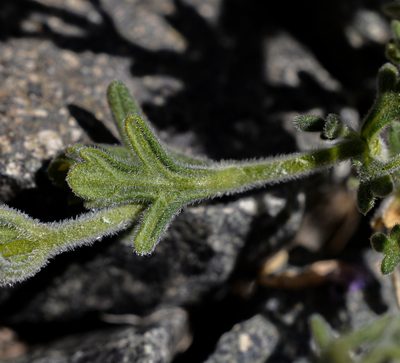 Verbena landbeckii, photographed by Nicolás Villaseca Merino