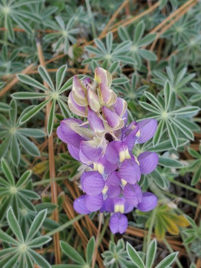 Lupinus grayi, photographed by Mary K. Hanson