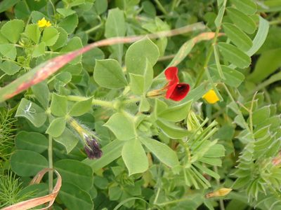 Lotus tetragonolobus, photographed by John Lyden