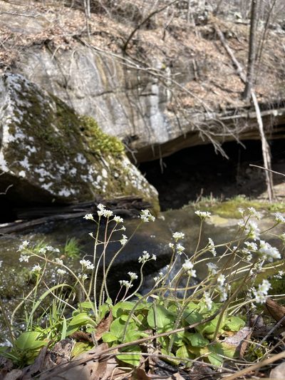 Micranthes palmeri, photographed by Brandon Corder