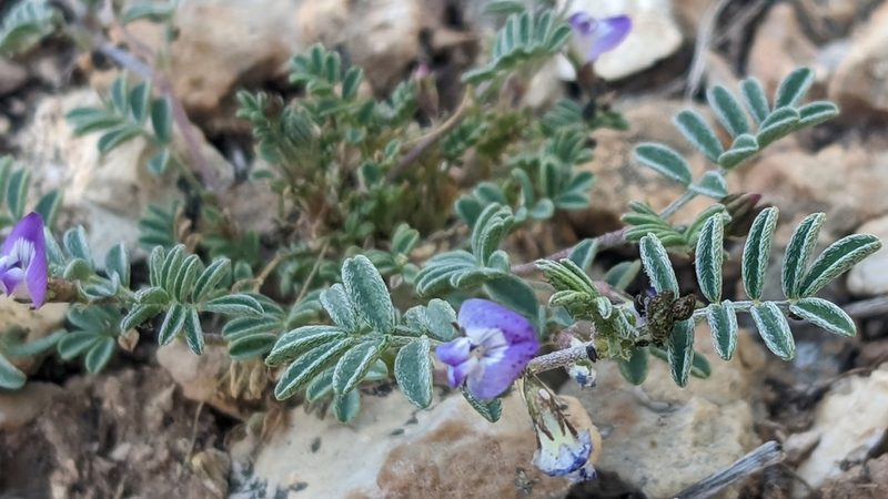 Astragalus emoryanus, photographed by Darrin Gobble