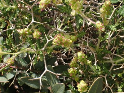Sarcopoterium spinosum, photographed by John Lyden