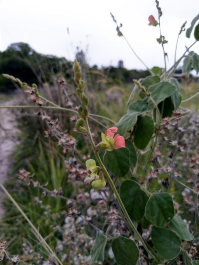 Macroptilium erythroloma, photographed by Patricio Cowper Coles