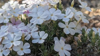 Phlox austromontana, photographed by Darrin Gobble