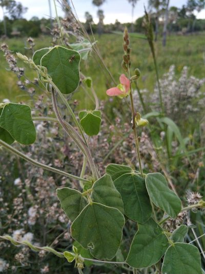 Macroptilium erythroloma, photographed by Patricio Cowper Coles