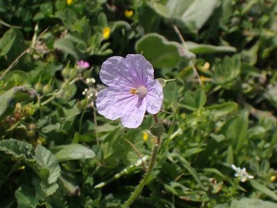 Erodium gruinum, photographed by John Lyden