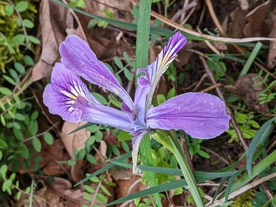 Iris tenax, photographed by David Anderson