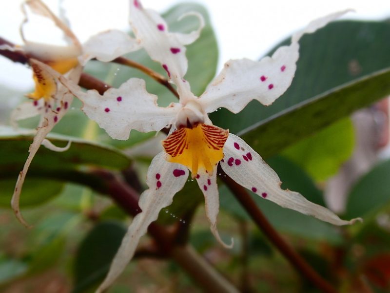 Oncidium cirrhosum, photographed by Allan Harris