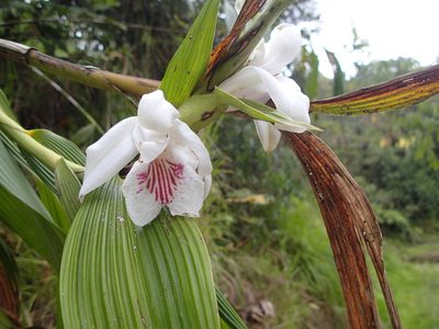 Sobralia pulcherrima, photographed by Allan Harris