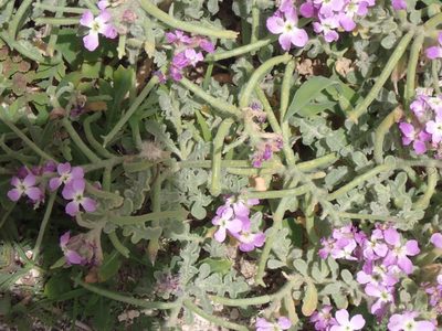 Matthiola tricuspidata, photographed by John Lyden