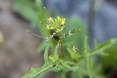 Sisymbrium irio, photographed by Andrew Meeds