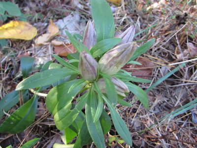 Gentiana villosa, photographed by Chris Hoess
