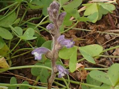 Orobanche nana, photographed by John Lyden