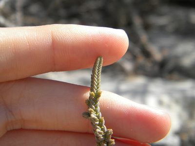 Crassula muscosa, photographed by Tim Kirsten