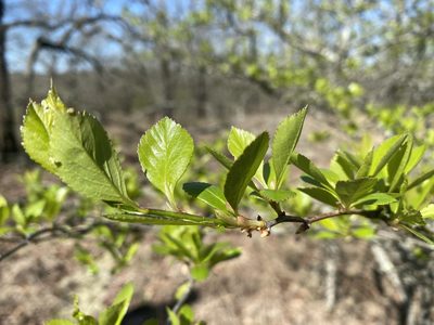 Crataegus viridis, photographed by Alan Weakley