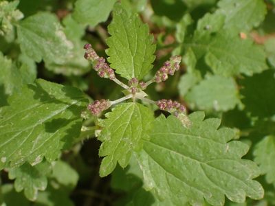 Urtica membranacea, photographed by John Lyden