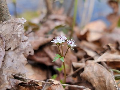 Erigenia bulbosa, photographed by Elias