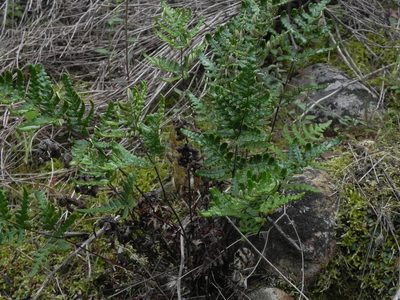 Pentagramma viscosa, photographed by James C. Davis