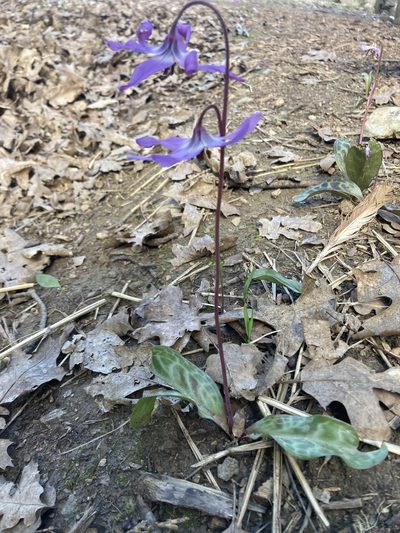 Erythronium hendersonii, photographed by Erin Conte