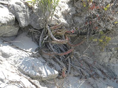 Euphorbia caput-medusae, photographed by Tim Kirsten