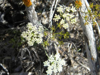 Dasispermum suffruticosum, photographed by Tim Kirsten
