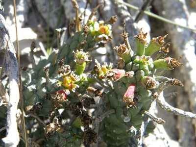 Euphorbia caput-medusae, photographed by Tim Kirsten
