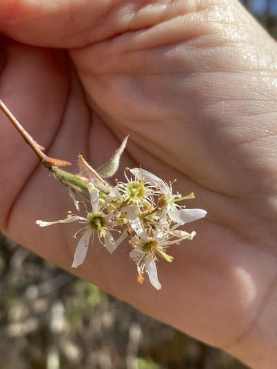 Amelanchier stolonifera, photographed by Carol Ann McCormick