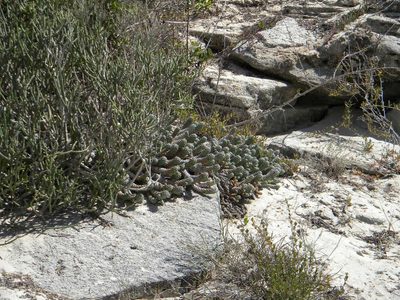 Euphorbia caput-medusae, photographed by Tim Kirsten
