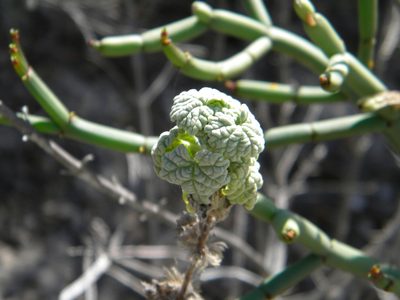 Pseudodictamnus africanus, photographed by Tim Kirsten