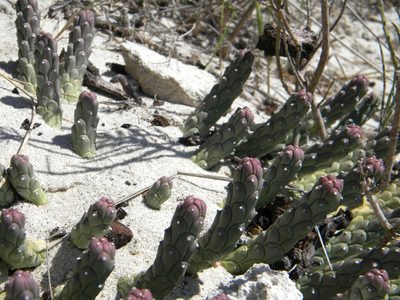 Euphorbia caput-medusae, photographed by Tim Kirsten