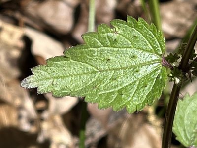 Urtica chamaedryoides, photographed by Brian Finzel