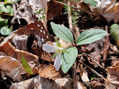 Trillium nivale, photographed by Elias