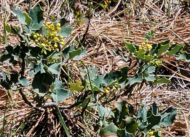 Berberis dictyota, photographed by Mary K. Hanson
