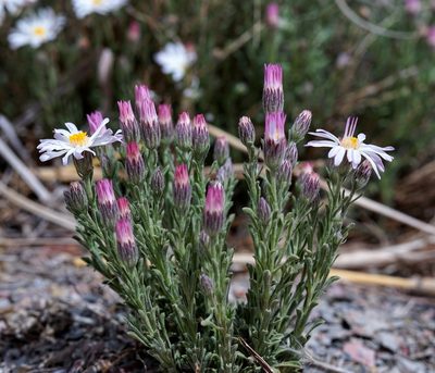 Chaetopappa ericoides, photographed by Andrew Tree