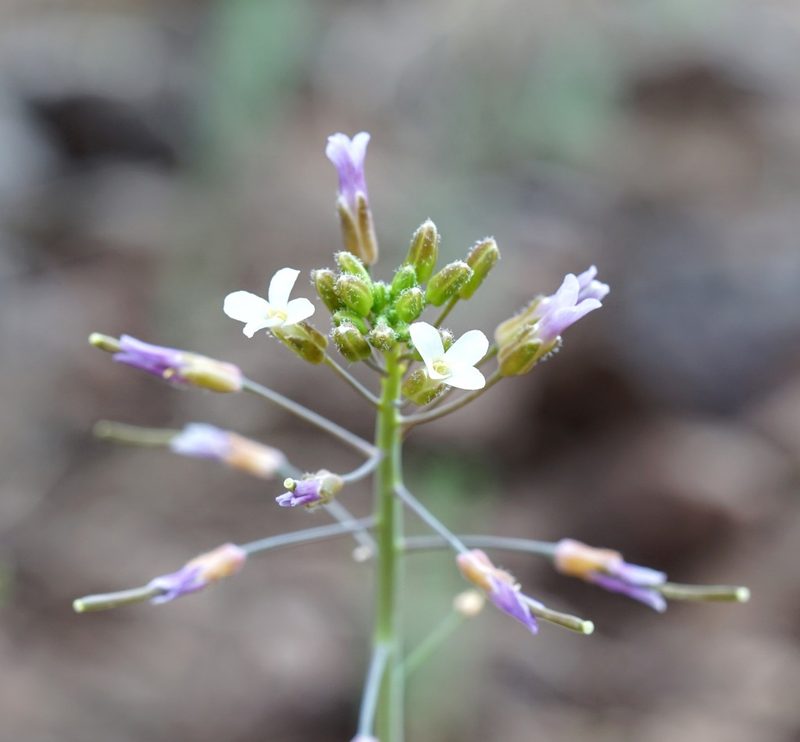 Boechera perennans, photographed by Andrew Tree